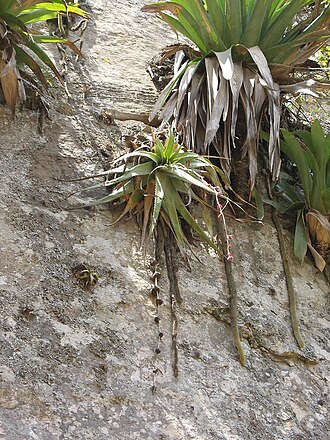 Deuterocohnia brevispicata: Deuterocohnia brevispicata in habitat in Bolivia, exact location unknown.