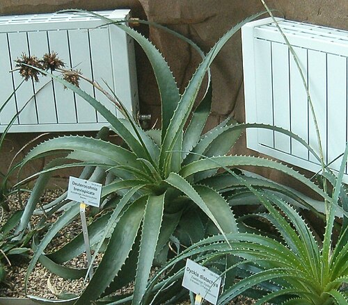 Deuterocohnia brevispicata: At Botanical Gardens Berlin-Dahlem Species Deuterocohnia brevispicata