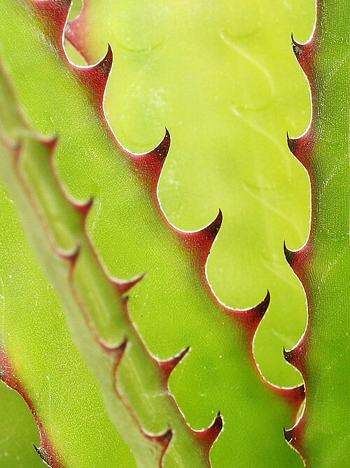Deuterocohnia brevispicata: Deuterocohnia brevispicata in cultivation at the Botanical Garden of Heidelberg, Germany . This image shows the living type plant .