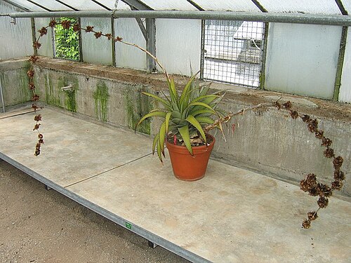 Deuterocohnia brevispicata: Deuterocohnia brevispicata in cultivation at the Botanical Garden of Heidelberg, Germany . This image shows the living type plant .