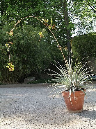 Deuterocohnia glandulosa: Deuterocohnia glandulosa in cultivation at the Botanical Garden of Heidelberg, Germany.