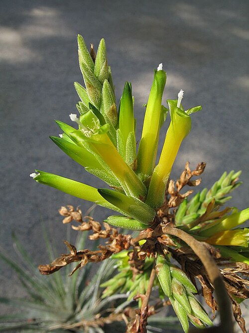 Deuterocohnia glandulosa: Deuterocohnia glandulosa in cultivation at the Botanical Garden of Heidelberg, Germany.