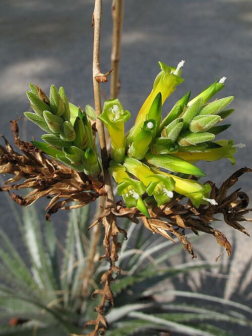 Deuterocohnia glandulosa: Deuterocohnia glandulosa in cultivation at the Botanical Garden of Heidelberg, Germany.