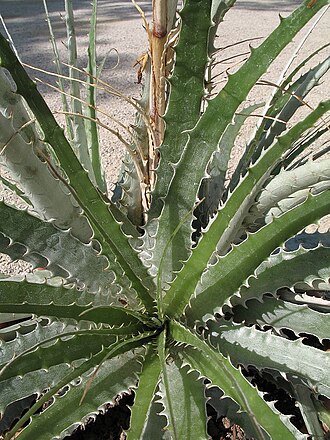 Deuterocohnia glandulosa: Deuterocohnia glandulosa in cultivation at the Botanical Garden of Heidelberg, Germany.