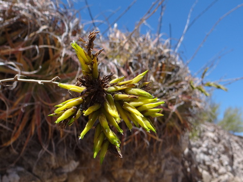 Deuterocohnia haumanii (Deuterocohnia haumanii)