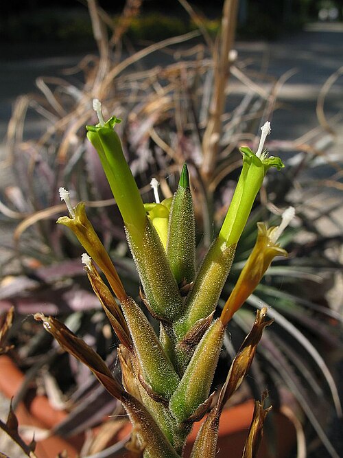 Deuterocohnia haumanii: Deuterocohnia haumanii in cultivation at the Botanical Garden of Heidelberg, Germany .