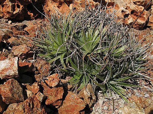 Deuterocohnia haumanii: Deuterocohnia haumanii in cultivation in Marbella, Southern-Spain. The Original-imagefiles were lost during to a harddisk-crash, thats why no higher resolution 