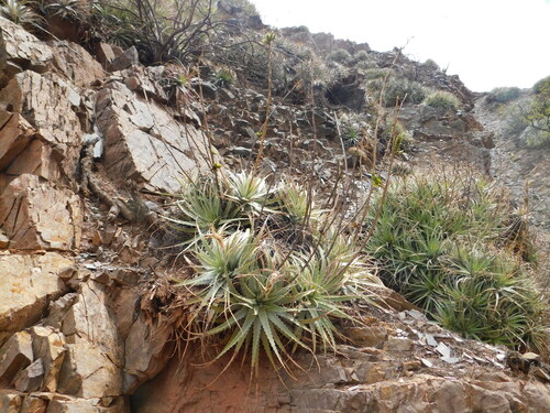 Deuterocohnia haumanii (Deuterocohnia haumanii)