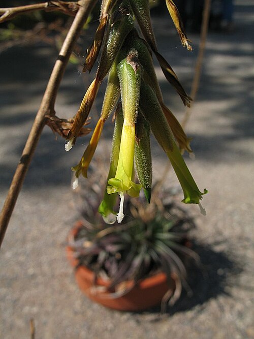 Deuterocohnia haumanii: Deuterocohnia haumanii in cultivation at the Botanical Garden of Heidelberg, Germany .