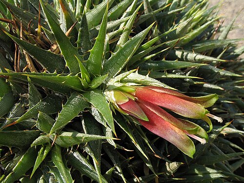 Deuterocohnia lotteae: Deuterocohnia lotteae in cultivation at the Botanical Garden of Heidelberg, Germany.