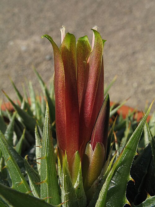 Deuterocohnia lotteae: Deuterocohnia lotteae in cultivation at the Botanical Garden of Heidelberg, Germany.