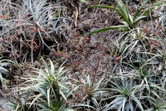 Deuterocohnia meziana (Deuterocohnia meziana)