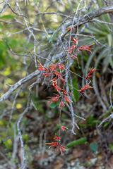 Deuterocohnia meziana (Deuterocohnia meziana)