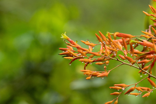 Deuterocohnia meziana (Deuterocohnia meziana)