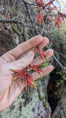Deuterocohnia meziana (Deuterocohnia meziana)