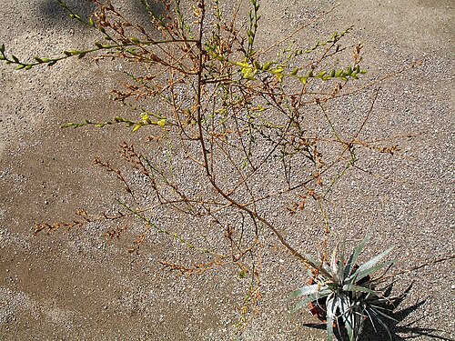 Deuterocohnia recurvipetala: Deuterocohnia recurvipetala in cultivation at the Botanical Garden of Heidelberg, Germany .
