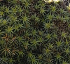 Deuterocohnia scapigera (Deuterocohnia scapigera)