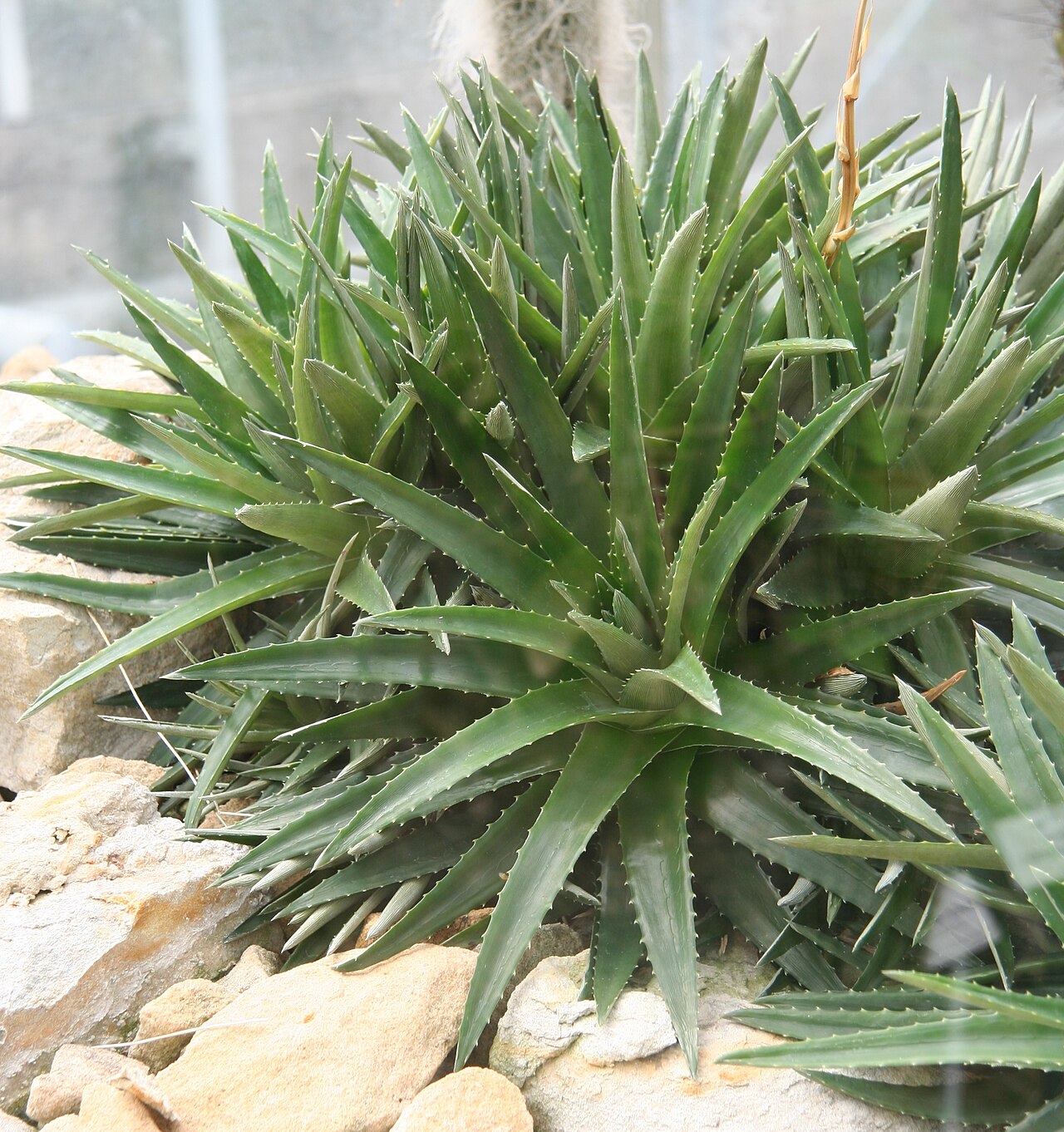 Deuterocohnia scapigera: Deuterocohnia scapigera im Botanischen Garten Dresden