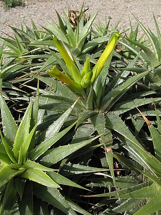 Deuterocohnia scapigera: Deuterocohnia scapigera in cultivation at the Botanical Garden of Heidelberg, Germany .