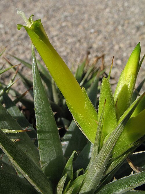 Deuterocohnia scapigera: Deuterocohnia scapigera in cultivation at the Botanical Garden of Heidelberg, Germany .