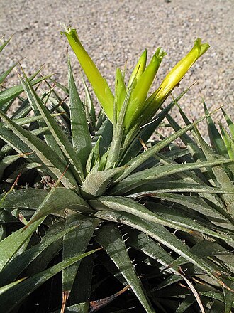 Deuterocohnia scapigera: Deuterocohnia scapigera in cultivation at the Botanical Garden of Heidelberg, Germany .