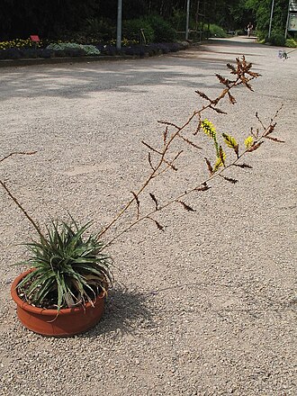 Deuterocohnia schreiteri: Deuterocohnia schreiteri in cultivation at the Botanical Garden of Heidelberg, Germany .