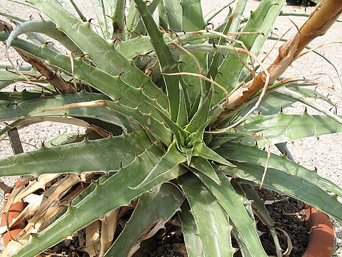 Deuterocohnia schreiteri: Deuterocohnia schreiteri in cultivation at the Botanical Garden of Heidelberg, Germany .