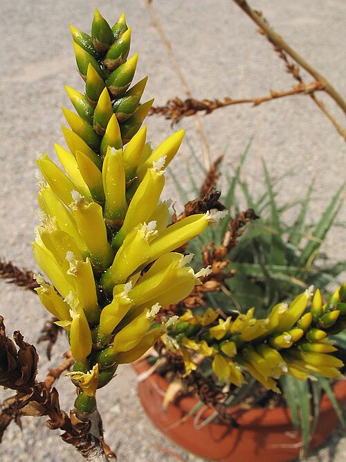 Deuterocohnia schreiteri: Deuterocohnia schreiteri in cultivation at the Botanical Garden of Heidelberg, Germany .