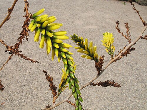 Deuterocohnia schreiteri: Deuterocohnia schreiteri in cultivation at the Botanical Garden of Heidelberg, Germany .