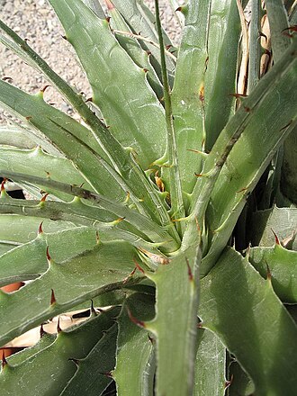 Deuterocohnia schreiteri: Deuterocohnia schreiteri in cultivation at the Botanical Garden of Heidelberg, Germany .