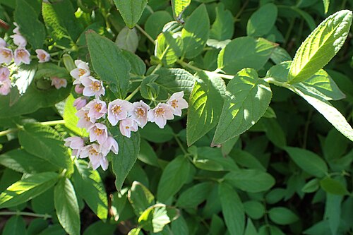 Deutzia longifolia: Deutzia longifolia in Dunedin Botanic Garden
