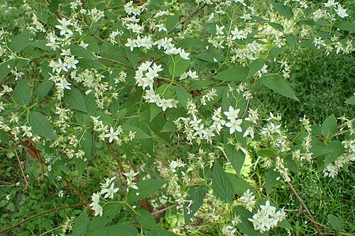 Deutzia longifolia: Deutzia longifolia in Botanical garden in Vácrátót
