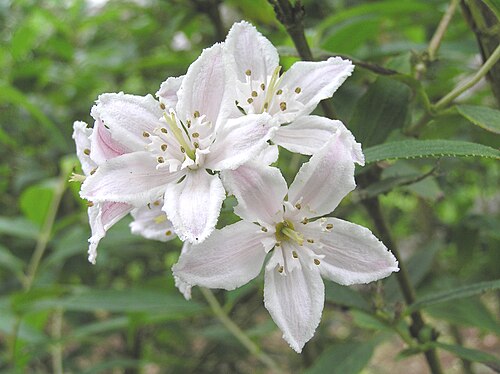 Deutzia longifolia: 長葉溲疏 Deutzia longifolia Veitchii [英格蘭 Wisley Gardens, England]