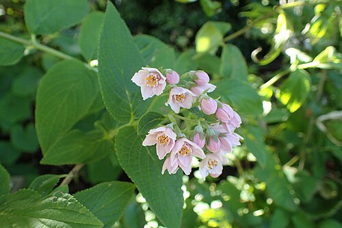 Deutzia longifolia: Deutzia longifolia in Dunedin Botanic Garden