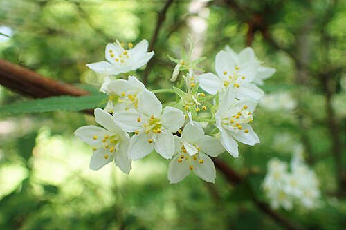 Deutzia longifolia: Deutzia longifolia in Botanical garden in Vácrátót