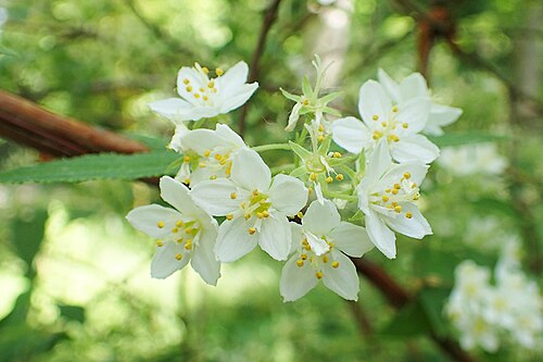 Deutzia longifolia: Deutzia longifolia in Botanical garden in Vácrátót