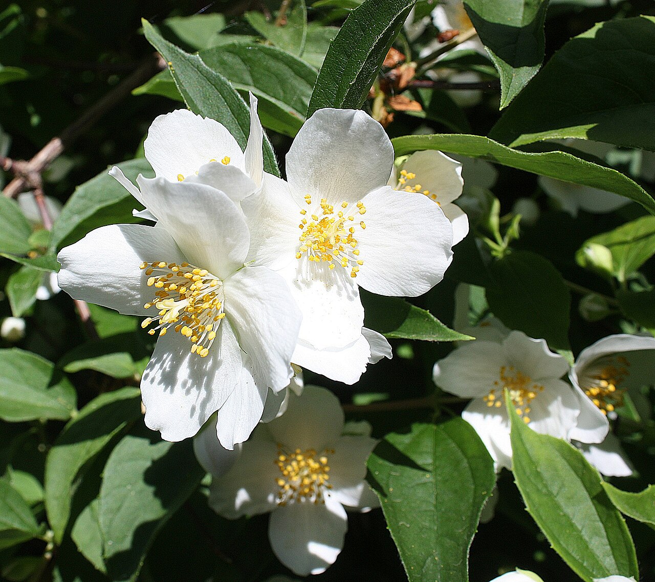 Deutzia mollis: Helbra, deutzia mollis, flowers