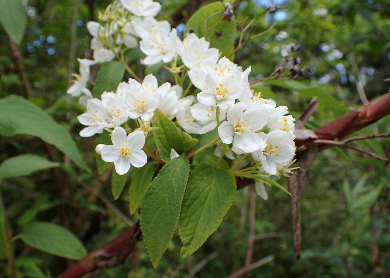 Deutzia mollis: Deutzia mollis in the Botanischer Garten, Berlin-Dahlem