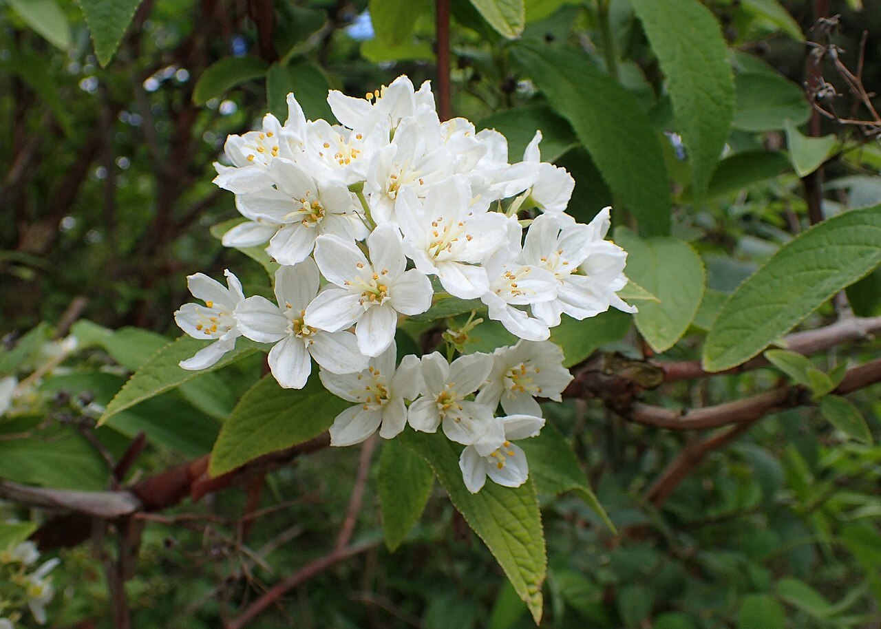 Deutzia mollis: Deutzia mollis in the Botanischer Garten, Berlin-Dahlem