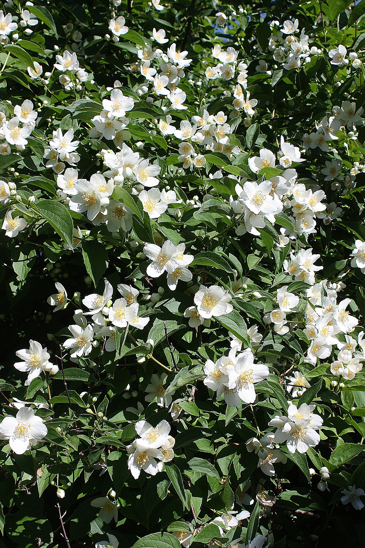 Deutzia mollis: Helbra, deutzia mollis