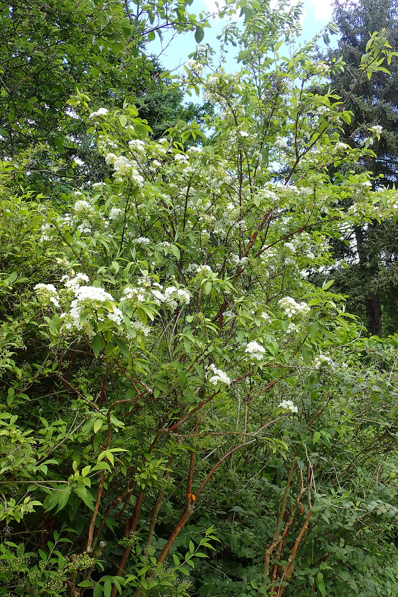 Deutzia mollis: Deutzia mollis in the Botanischer Garten, Berlin-Dahlem
