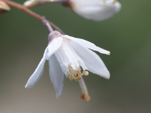 Deutzia taiwanensis (Deutzia taiwanensis)