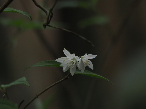 Deutzia taiwanensis (Deutzia taiwanensis)
