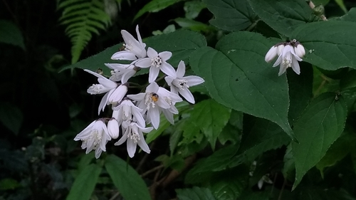 Deutzia taiwanensis (Deutzia taiwanensis)