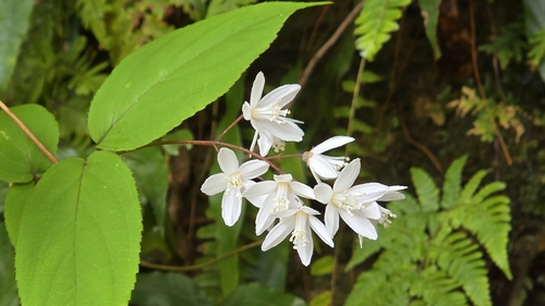 Deutzia taiwanensis (Deutzia taiwanensis)