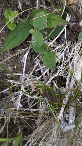 Deutzia taiwanensis (Deutzia taiwanensis)