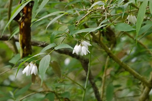 Deutzia taiwanensis (Deutzia taiwanensis)