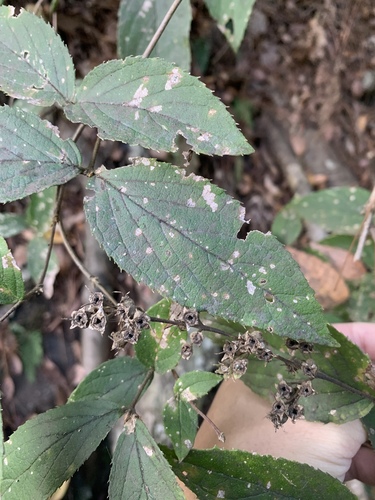 Deutzia taiwanensis (Deutzia taiwanensis)