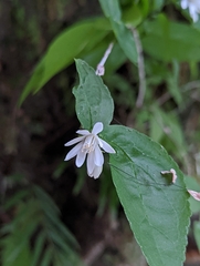 Deutzia taiwanensis (Deutzia taiwanensis)