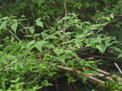 Deutzia taiwanensis (Deutzia taiwanensis)